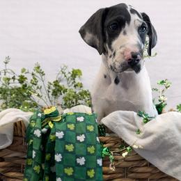 Fantasia - Harlequin female Great Dane puppy in Brooksville, Florida from Follow My Lead Great Danes