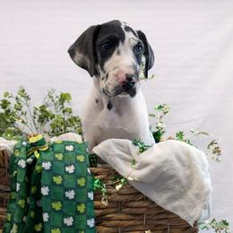 Fantasia - Harlequin female Great Dane puppy in Brooksville, Florida from Follow My Lead Great Danes
