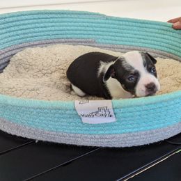 Chihuahua Puppies from Wilds Farms