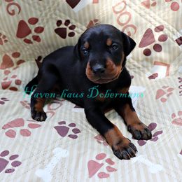 Gray collar 381 - Black and rust male Doberman Pinscher puppy in Harmony, North Carolina from Havenhaus Dobermans