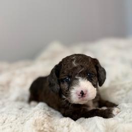 Clove - Merle male Cockapoo puppy in Morehead, Kentucky from Critter Springs Farm
