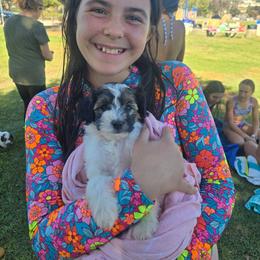 Benjamin Franklin - Parti male Yorkipoo puppy in San Diego, California from TheSocialk9