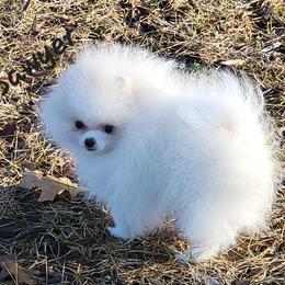 Sawyer - Cream parti male Pomeranian puppy in Paw Paw, Michigan from Fairy Tale Poms & English Toy Spaniels
