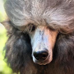 Goldendoodles and Poodles from Sugar Babies : The Gentle Doodles