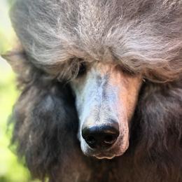 Goldendoodles and Poodles from Sugar Babies : The Gentle Doodles