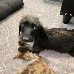 Raven - Dachshund