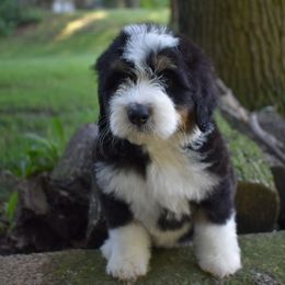 Chad - male Australian Mountain Doodle puppy in Angola, Indiana from Classic City Doodles