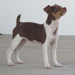 Rat Terrier Puppies from Dynamite Rat Terriers