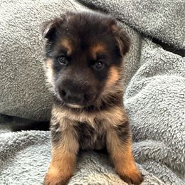 Topanga - Black and red female German Shepherd puppy in Graham, Washington from Wildeflecken Shepherds