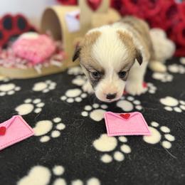 Lovey - Sable female Pembroke Welsh Corgi puppy in Millsap, Texas from Punchy Pembroke Ranch
