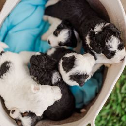 Bernedoodle Puppies from Cookie's Cuties