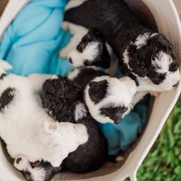 Bernedoodle Puppies from Cookie's Cuties