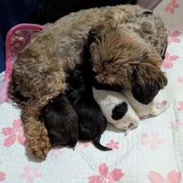 Shihpoo and Shih Tzu Puppies from Pattersons Luv K-9s