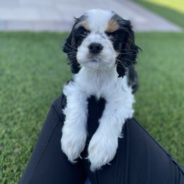 Girl 1 - Black and white female Cocker Spaniel puppy in Renton, Washington from Cam’s Cockers