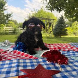 Hollyhock - Black phantom female Aussiedoodle puppy in Hopkins, Missouri from Mowry Creek Mini Aussiedoodles and More