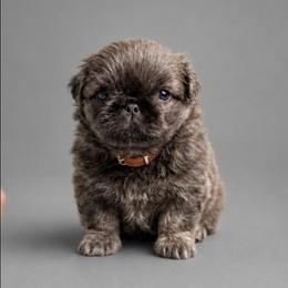 BLUE - Gray male Pekingese puppy in Lone Oak, Texas from PDF Kennels