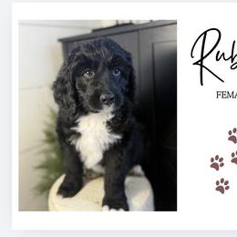 Ruby - Black female Bernedoodle puppy in Bellevue, Iowa from Blended Acres & Kennels
