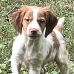 Willow boy 2 - Orange and white male Brittany puppy in Floyd Knobs, Indiana from Cross Creek Brittanys