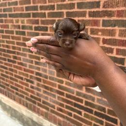 Milan - Chocolate and tan female Yorkshire Terrier puppy in Lynwood, Illinois from SaintNicksWay