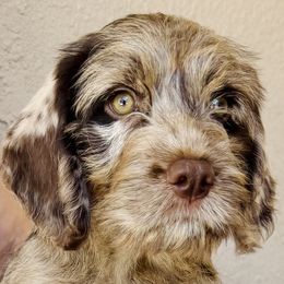 Oak - Merle male Australian Labradoodle puppy in Concord, California from Golden State Good Dogs