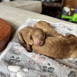 Red Girl 2 - Red female Labradoodle puppy in Constableville, New York from Zehr’s Labradoodles & Bernedoodles