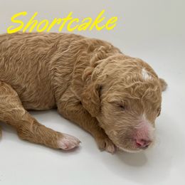 Girl 1 - Goldendoodle puppy in Byron, Minnesota from Midwestern Doodles