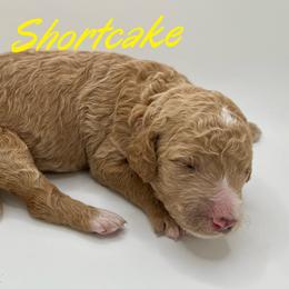 Girl 1 - Goldendoodle puppy in Byron, Minnesota from Midwestern Doodles
