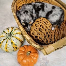 Dachshund Puppies from Treasure Dachshunds