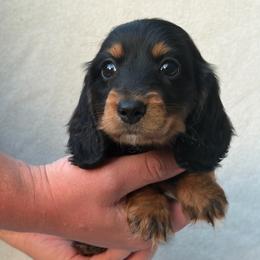 Roscoe - Black and tan male Dachshund puppy in Dinwiddie, Virginia from White Oak Kennels