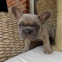 French Bulldog Puppies from Jessicah's Frenchies Michigan's French Bulldog Breeder