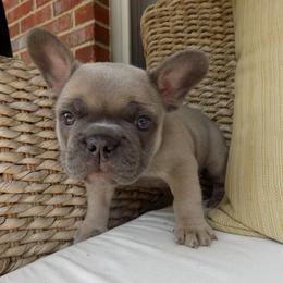 French Bulldog Puppies from Jessicah's Frenchies Michigan's French Bulldog Breeder