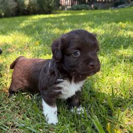 Rolly - Chocolate male Havanese puppy in Brisbane, California from Natalie’s Havanese
