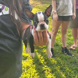 Tan Collar - Runt - Black brindle and white female Boston Terrier puppy in Conyers, Georgia from Dixe Hill Dogs