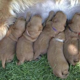 Goldendoodle Puppies from JD GoldenDoodles