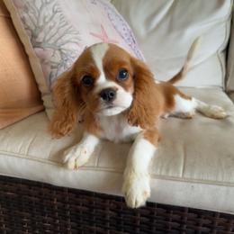 Barkely - Blenheim male Cavalier King Charles Spaniel puppy in Lula, Georgia from Cavaliers by Crumley