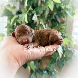 Female 3 - Red  female Poodle puppy in Fresno, California from Bell’s Poodles Of California
