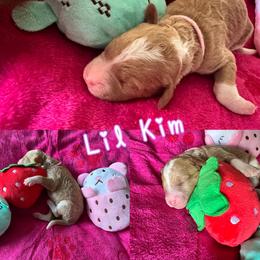 Lil Kim - Apricot female Goldendoodle puppy in Cordova, Tennessee from TrueLine kennels