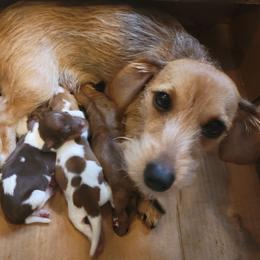Dachshunds from Christi's Critters