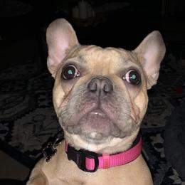 Ginny - French Bulldog