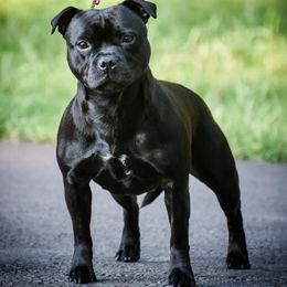Staffordshire Bull Terrier All Grown Up from Bruhaus Kennels