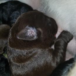 Labrador Retriever Puppies from Copper Creek Outfitters and Kennel