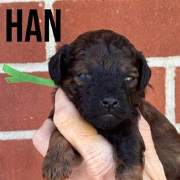 Poodle Puppies from Melissa Unger