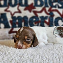 Megan smooth chcoolate pie girl - Piebald female Dachshund puppy in Herald, California from Bluegum Dachshunds