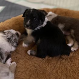 Australian Shepherd Puppies from M3 Sassafrass Ranch