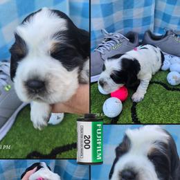 Birdie - Black white and tan female English Springer Spaniel puppy in Saginaw, Michigan from Kemerer Springers