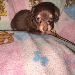 Coco - Chocolate and tan female Dachshund puppy in Fishers, Indiana from The long dogs of indiana