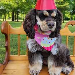 Soohie - Cocker Spaniel