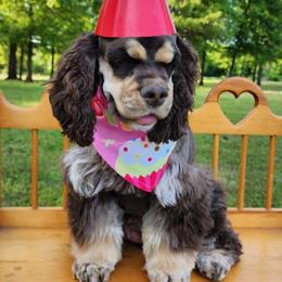 Soohie - Cocker Spaniel