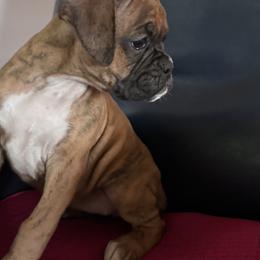 Classic Brindle Female - Fawn female Boxer puppy in Baldwin, Maryland from TwinBrook Boxers