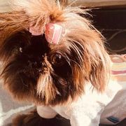 Dachshunds, Mal-Shis, Maltipoos, and Yorkipoos from H&S pets